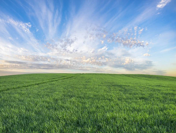 Grönt fält, panorama — Stockfoto