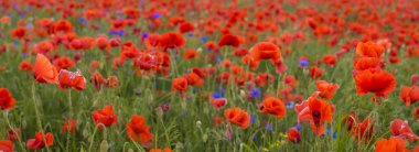 Kırmızı haşhaş ile Panorama