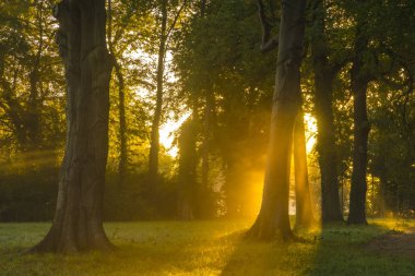 güzel puslu ve güneşli sabah parkta