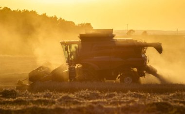 Altın olgun whe hasat hasat Tarım makineleri birleştirmek