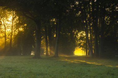 güzel puslu ve güneşli sabah parkta