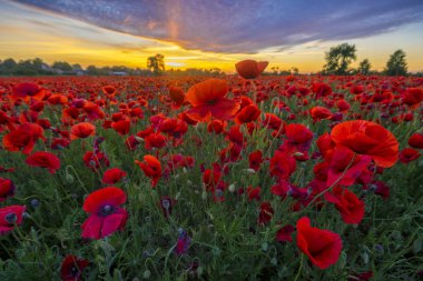Poppies günbatımı ışık