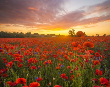 haşhaş çayır, üzerinde kırmızı haşhaş günbatımı