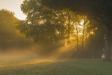 güzel puslu ve güneşli sabah parkta