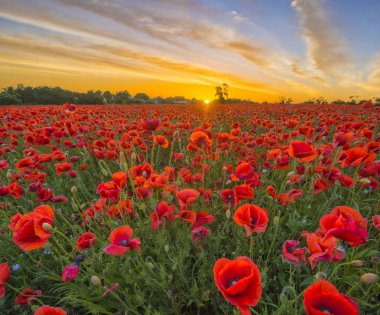 Poppies günbatımı ışık
