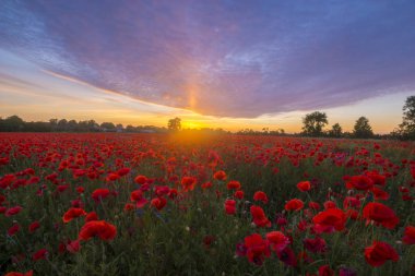 Poppies günbatımı ışık