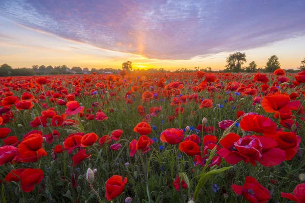 Poppies Günbatımı Işık — Stok fotoğraf