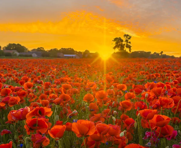 Prado Amapola Puesta Sol Sobre Amapolas Rojas — Foto de Stock