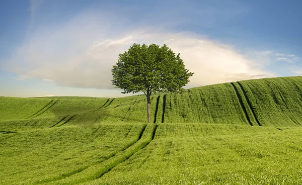 Solitário, árvore verde em um campo verde, arco-íris no céu — Fotografia de Stock