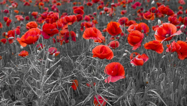 Panorama Avec Coquelicots Rouges — Photo