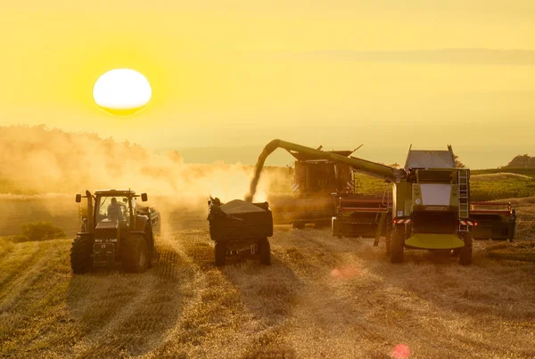 Harvesting combine harvesting golden ripe wheat field  in light — Stock Photo, Image
