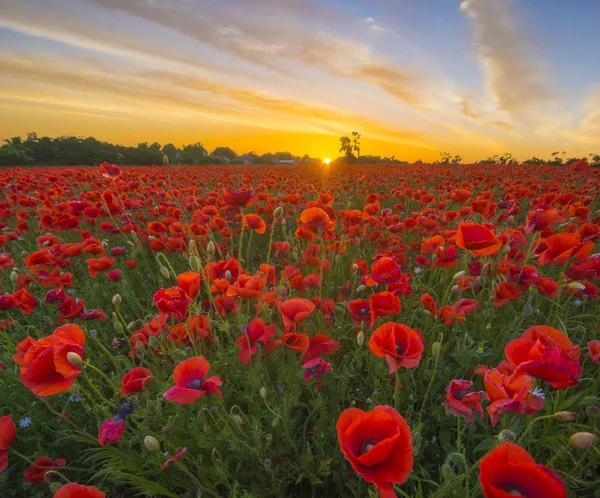 Poppies Günbatımı Işık — Stok fotoğraf