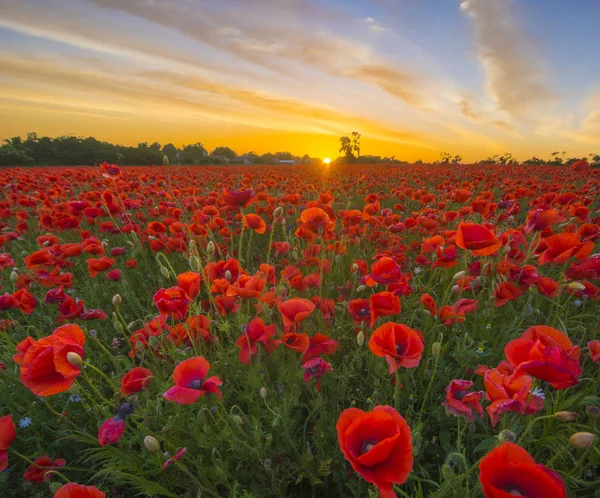 Poppies günbatımı ışık