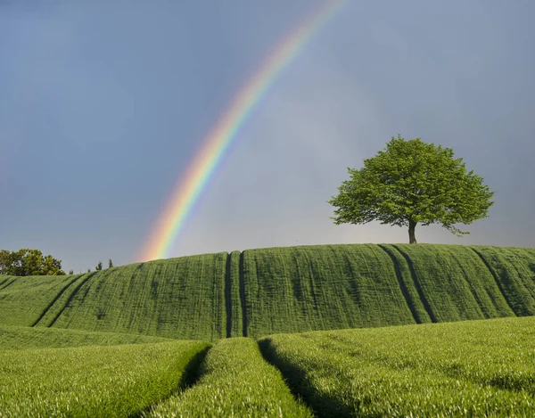 Einsamer, grüner Baum auf einer grünen Wiese, Regenbogen am Himmel — Stockfoto