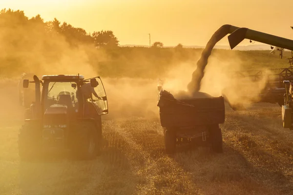 결합 빛에서 황금 익은 밀밭 수확 수확 — 스톡 사진