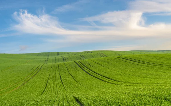 Ciel Bleu Sur Champ Vert — Photo