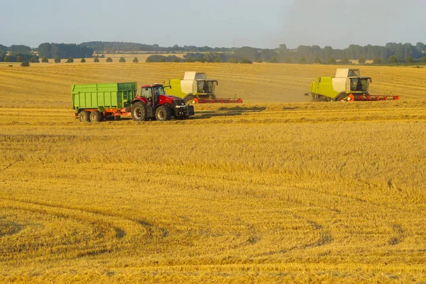 Harvesting combine harvesting golden ripe wheat field  in light — Stock Photo, Image