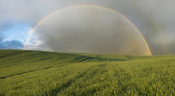 Zöld mező, panoráma — Stock Fotó