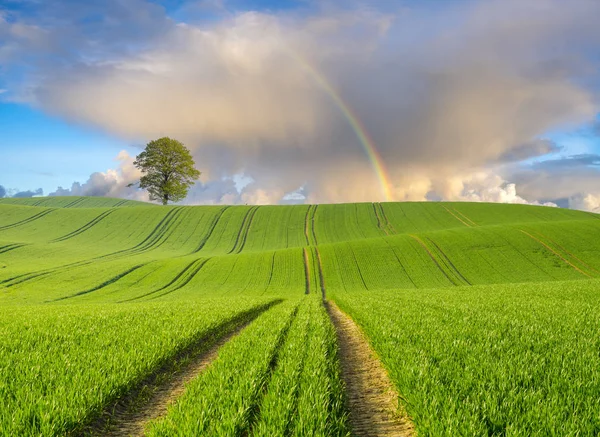 Rainbow Een Groen Voorjaar Veld — Stockfoto