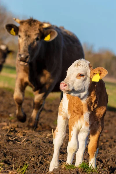 Mucca con un piccolo vitello — Foto Stock