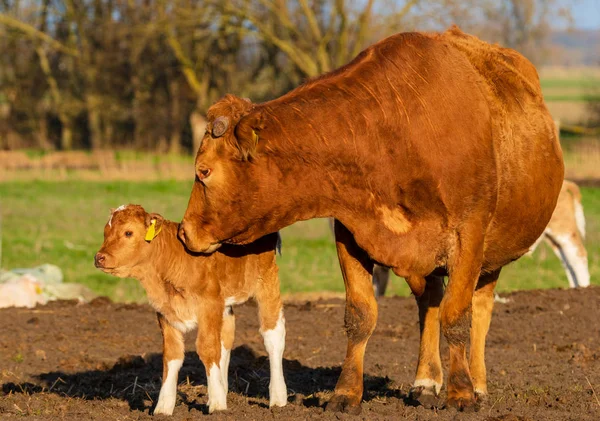 Madre lame ternero recién nacido — Foto de Stock