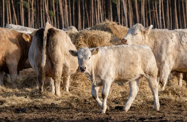 Vacas comiendo heno — Foto de Stock