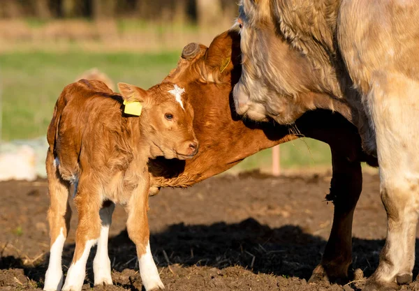 Mother licks newly born calf — Stock Photo, Image