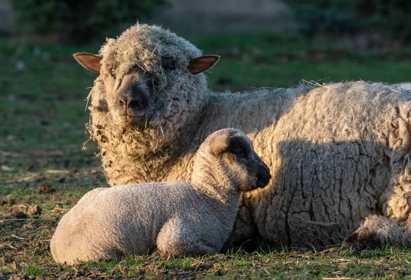 little sheep with mother lying on the meadow