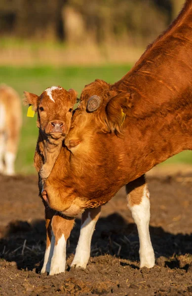 Madre lame ternero recién nacido — Foto de Stock