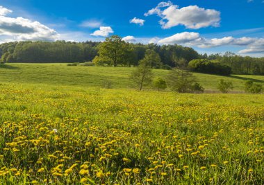 çayır çiçek açan dandelions