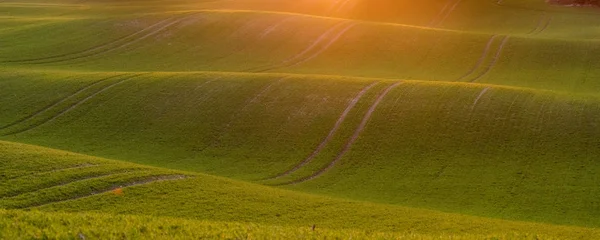 Campo Verde Ondulado Luz Del Sol Poniente — Foto de Stock