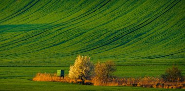 White spring flowering trees on a background of green hill