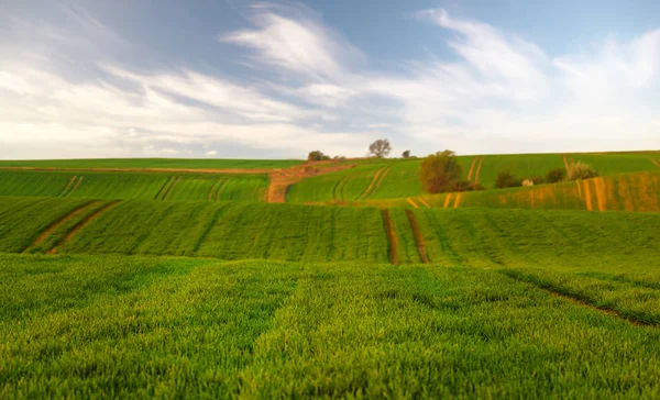 Lente Landelijk Landschap Glooiende Groene Heuvels Tegen Blauwe Hemel — Stockfoto