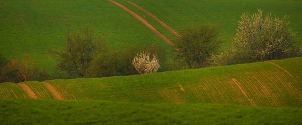 Árvores Floração Primavera Branca Fundo Colina Verde — Fotografia de Stock