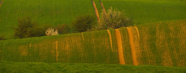 Tavaszi Vidéki Táj Gördülő Zöld Dombok Panoráma — Stock Fotó