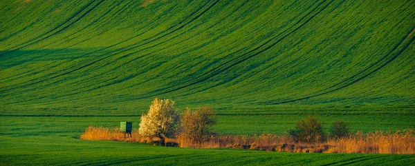 White spring flowering trees on a background of green hill