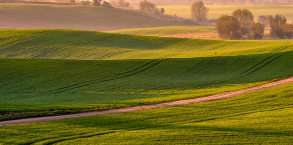 Spring Rural Landscape Rolling Green Hills Panorama — Stock Photo, Image
