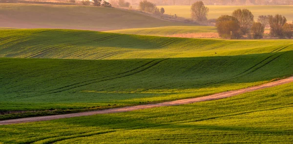 Primavera Paisagem Rural Rolando Colinas Verdes Panorama — Fotografia de Stock