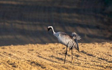 bir yay tarlasında vinç