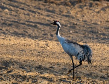 bir yay tarlasında vinç