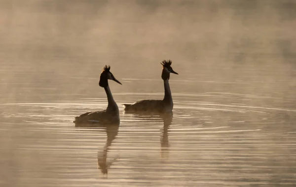 Pair of grebes in mating dance during spring morning on the lake — Stock Photo, Image