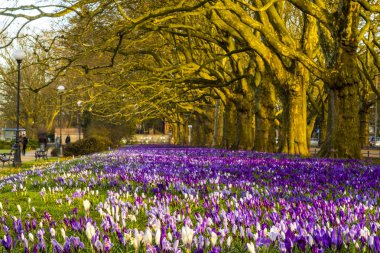 Şehir Parkı baharda çiçek açan Çiğdem
