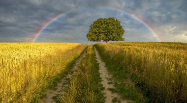 toprak yol yalnız bir meşe ağacı alanında önde gelen