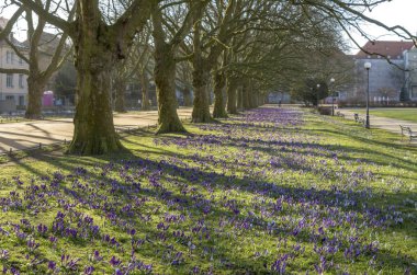 parlak güneş ışığında çim üzerinde çiçek açan mor çiçekler ile ağaçlar