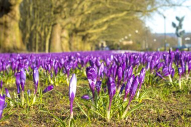 Şehir Parkı baharda çiçek açan Çiğdem