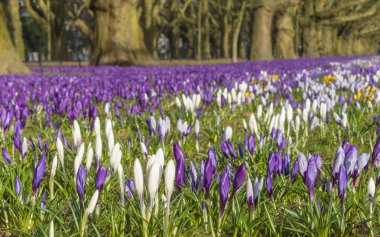 Şehir Parkı baharda çiçek açan Çiğdem