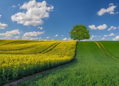 kırsal peyzaj , alanında yalnız ağaç