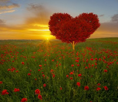 haşhaş çayır üzerinde kırmızı bir kalp şeklinde ağaç