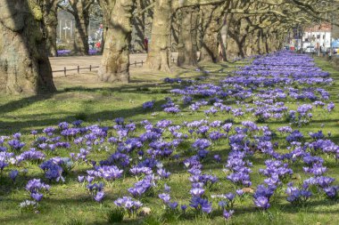 Şehir Parkı baharda çiçek açan Çiğdem