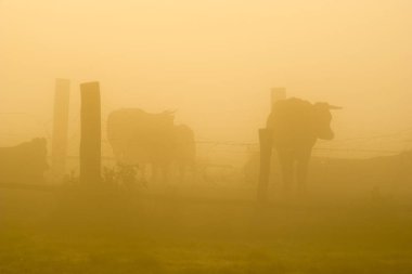 İnekler üzerine bir çayır bir sisli yaz sabahı
